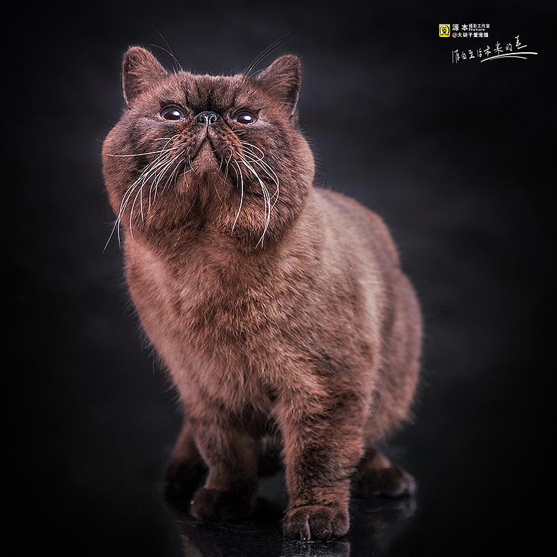 它叫卤蛋是只 加菲猫(图ZMTUwMTU1OTI=) - 宠物摄影 - 站酷设计师naturephoto原创素材 - 站酷ZCOOL