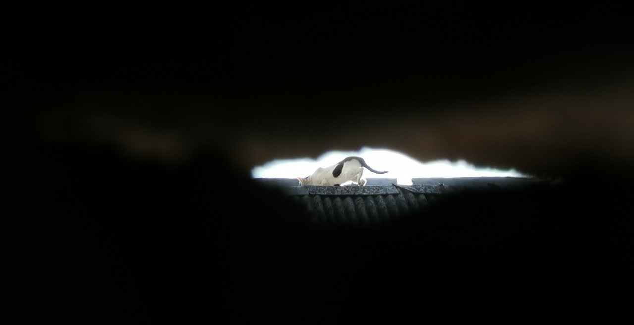 巷子里的那些事