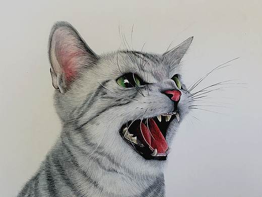 圆珠笔手绘喵喵