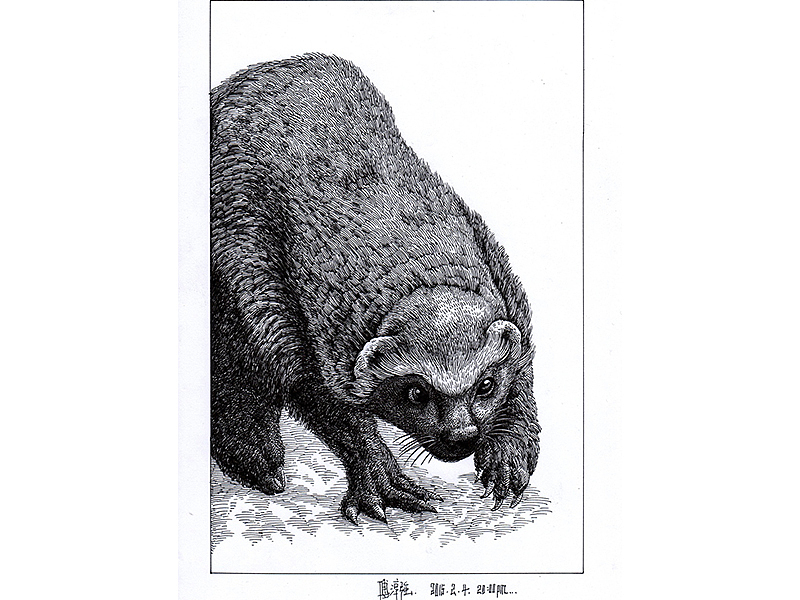 《蜜獾》—傅淳强硬笔画系列笔记本