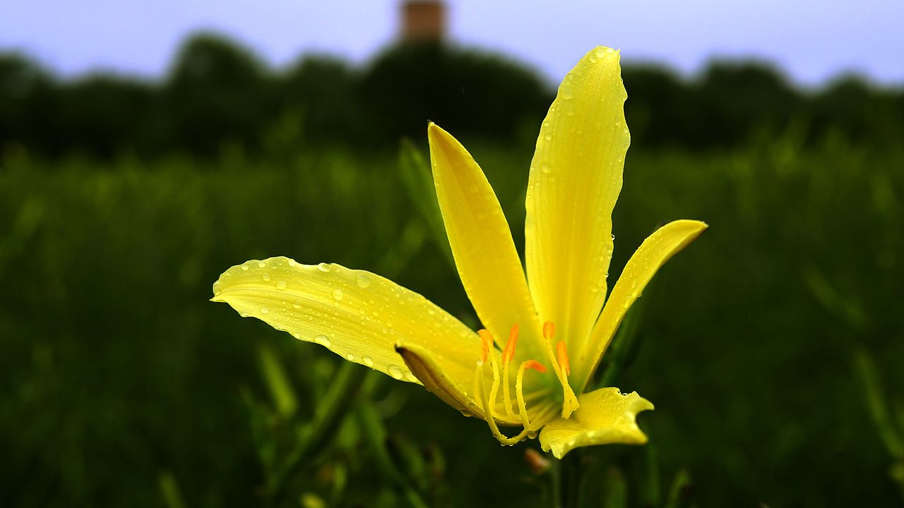 农产品——黄花菜（图ZMjI1OTM0MjAw） - 风光摄影 - 站酷设计师一块咸砖头原创素材 - 站酷ZCOOL