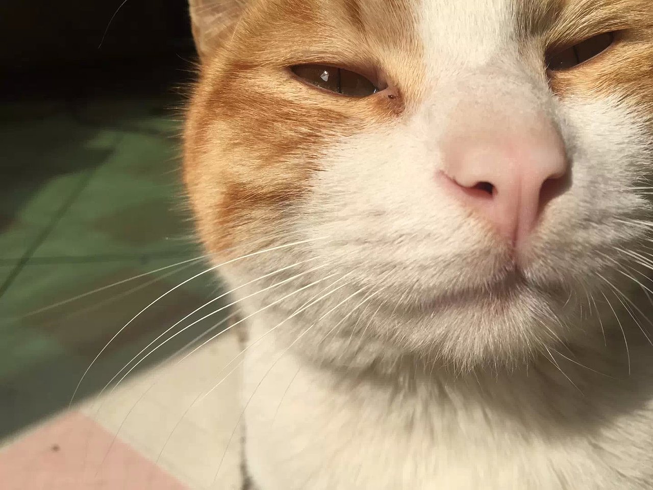 辛勤的猫奴一枚（图ZMjYxMDQwNzY=） - 其他 - 站酷设计师夏尛寞滴原创素材 - 站酷ZCOOL