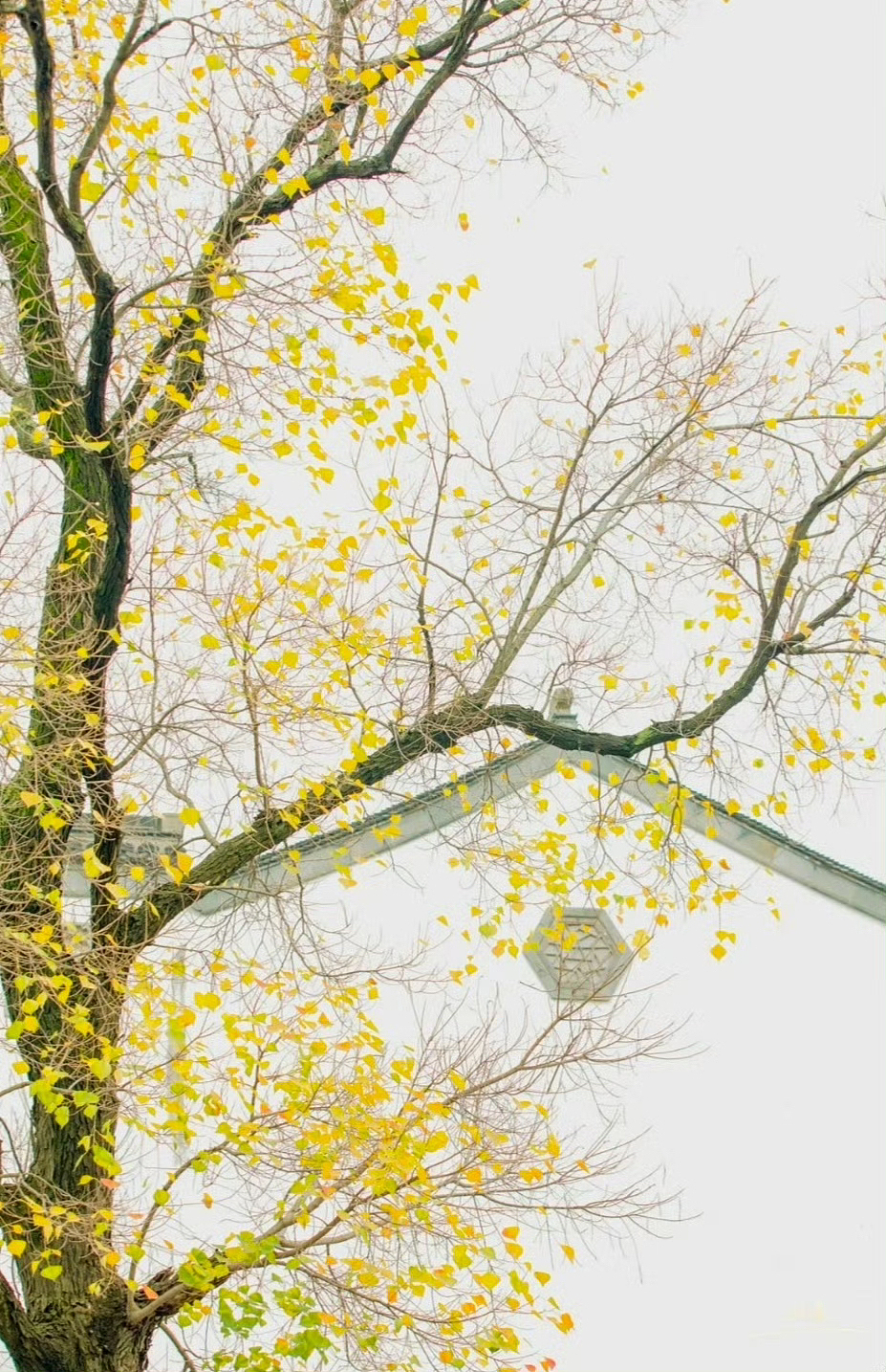 宛如水墨画般的金秋…（图ZMzk3MTc3MzAw） - 风光摄影 - 站酷设计师一小迷糊一原创素材 - 站酷ZCOOL