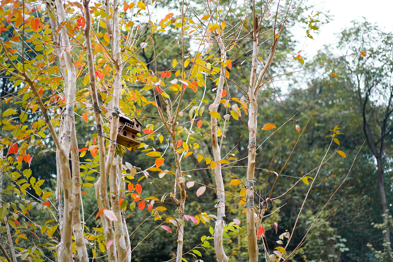 别过夏花绚烂,走进秋晨静美