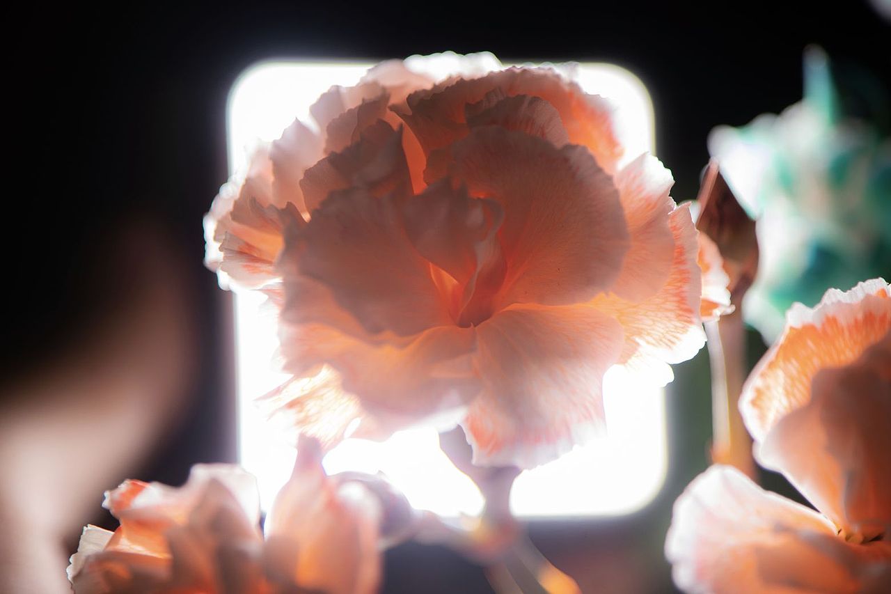 白色康乃馨染色作品（图ZMzYwNjAxMzA0） - 其他摄影 - 站酷设计师木糖醇饕餮原创素材 - 站酷ZCOOL