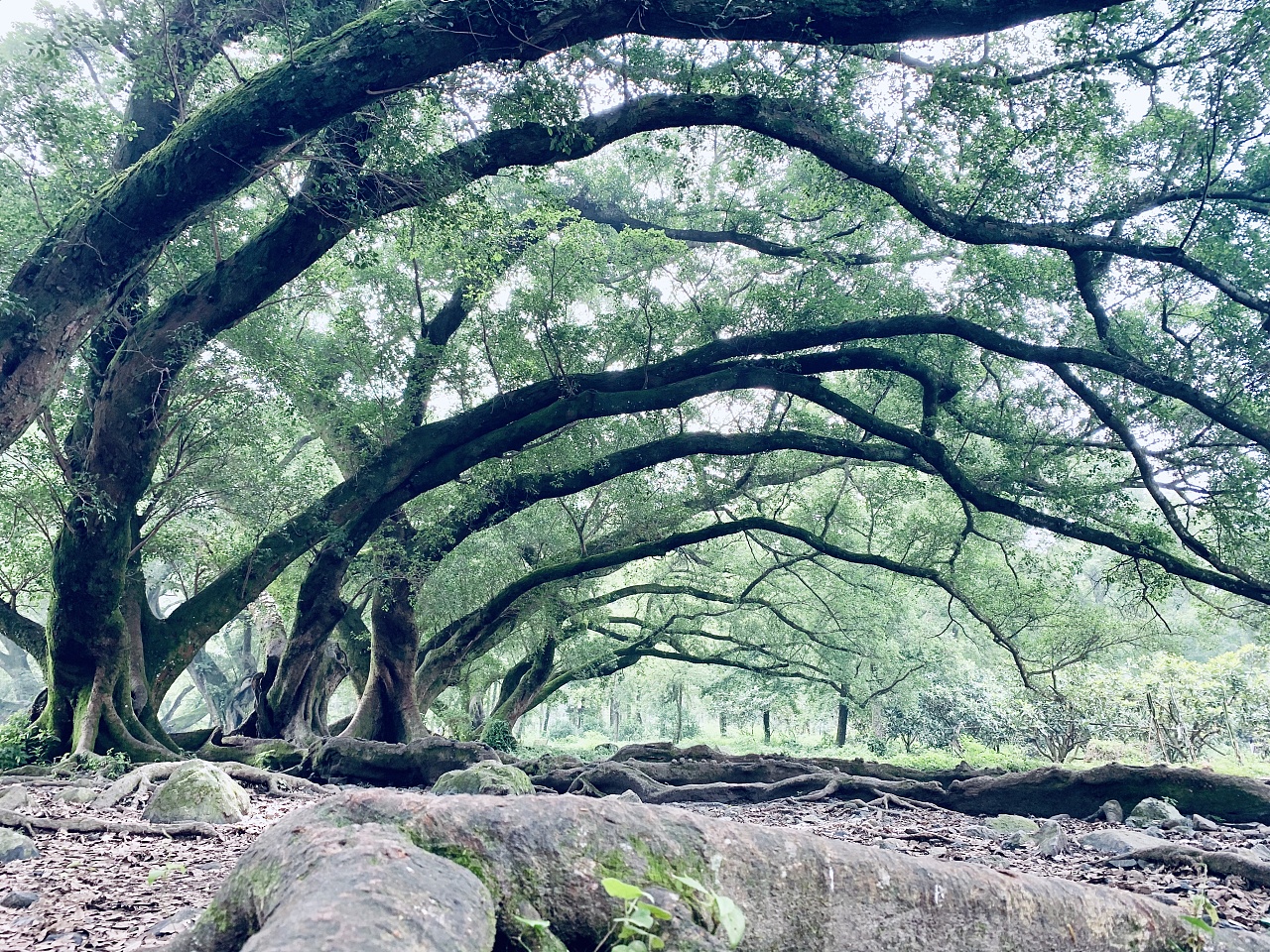 池塘边的榕树下