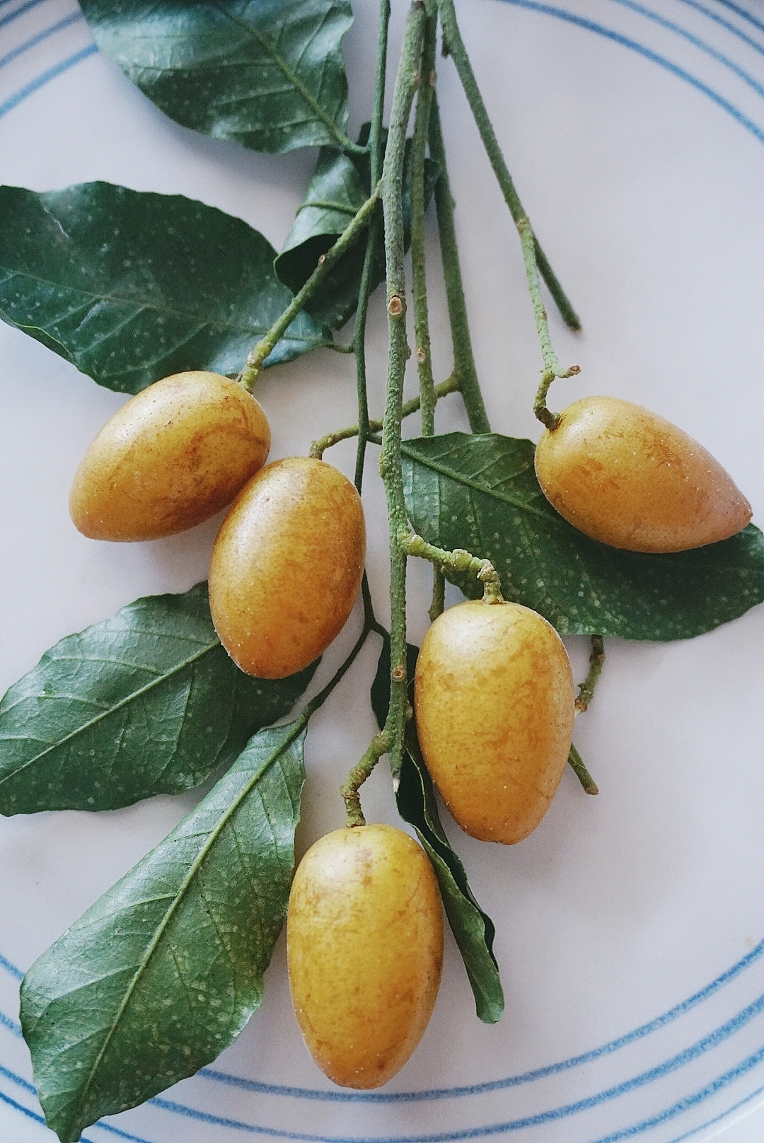 「黄皮」 “碧树历历金弹垂,膏凝甘露嚼来奇。”