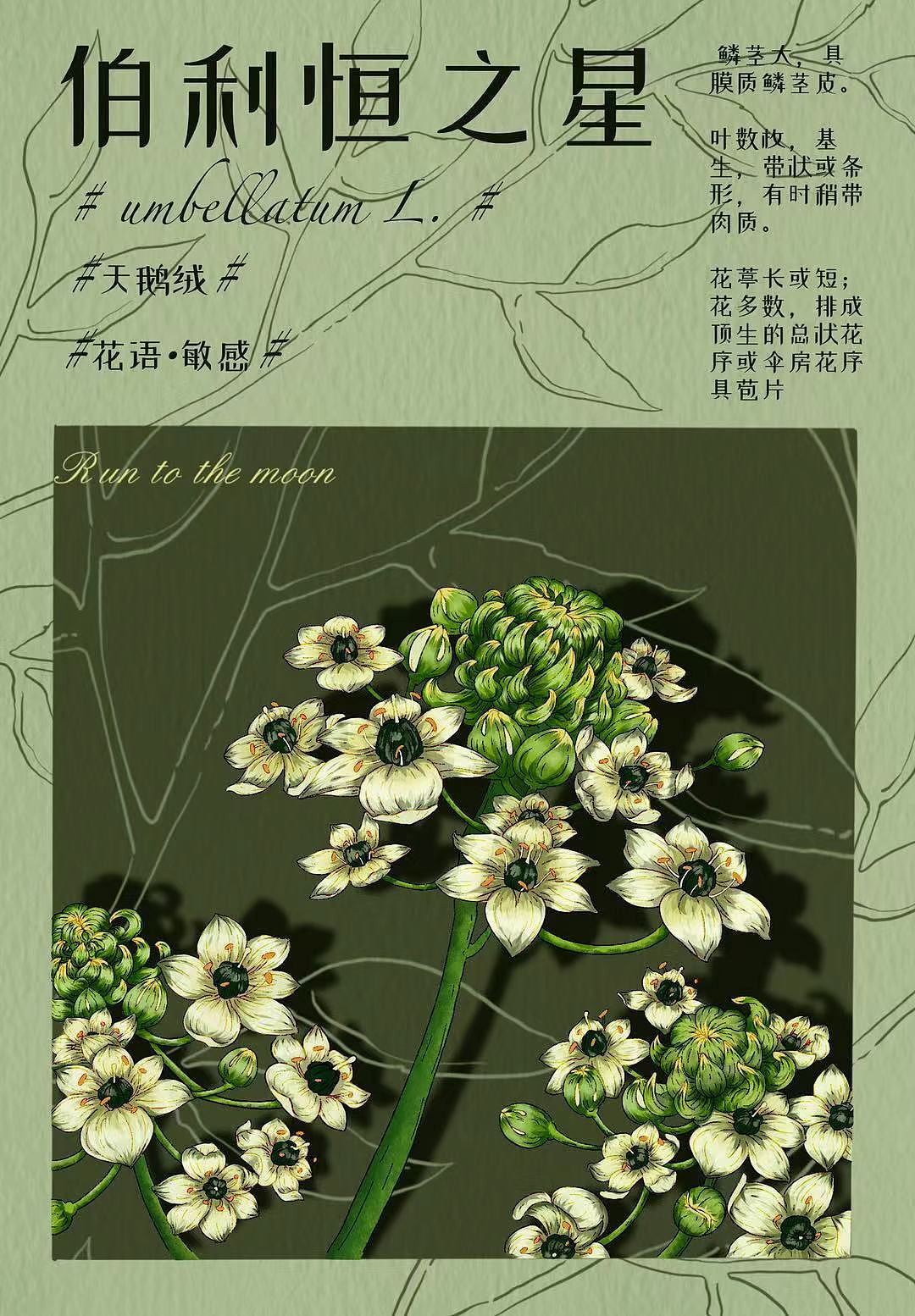 植物海报（图ZMzE3OTIwMDIw） - 海报 - 站酷设计师蓝朱砂原创素材 - 站酷ZCOOL