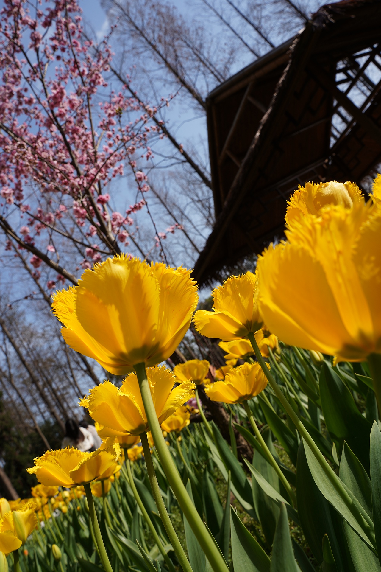 南京中山植物园（图ZMzMzNzExNzA0） - 风光摄影 - 站酷设计师黑巧ines原创素材 - 站酷ZCOOL