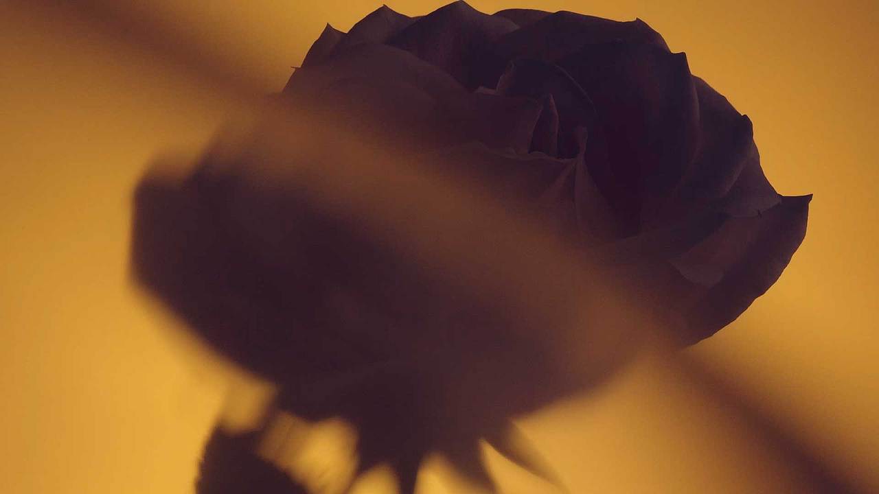 SUBRAND | 纯露系列（图ZMzA4MDA2OTYw） - 短片 - 站酷设计师redredgg原创素材 - 站酷ZCOOL