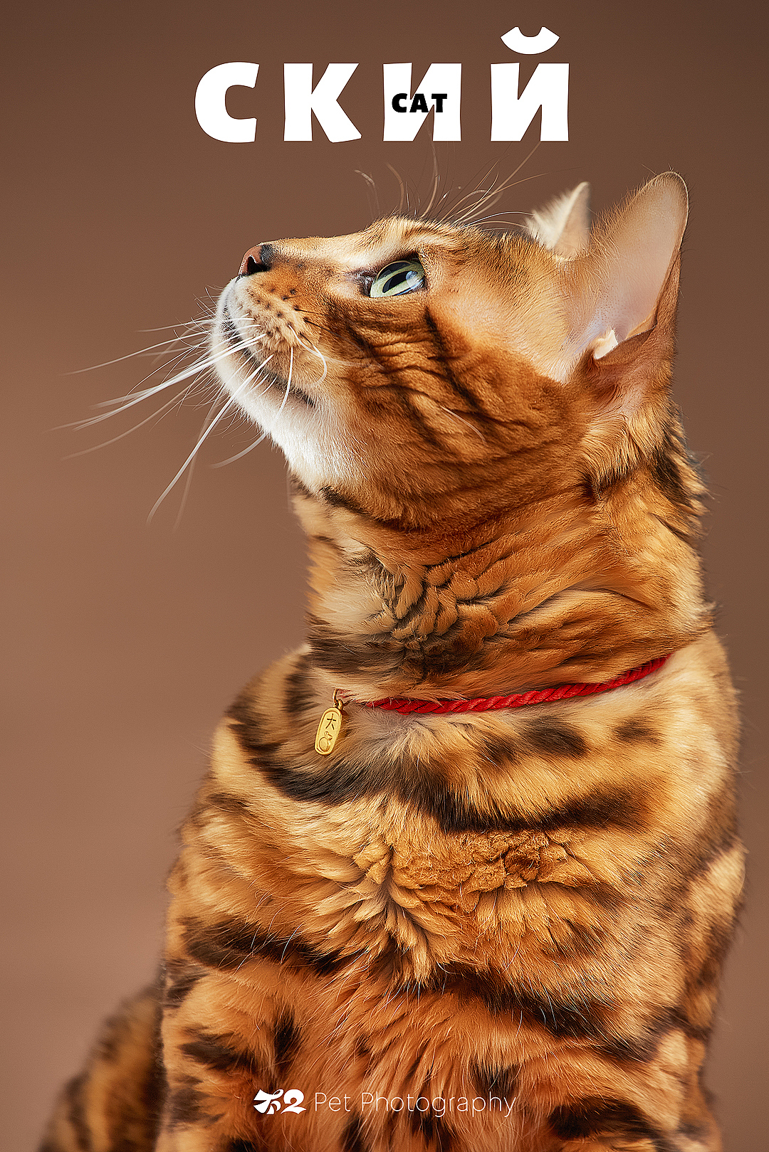 烟台美食摄影 | 萌宠 ✖ 不二造相