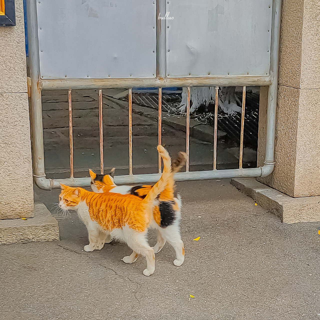 手机摄影作品6（图ZMjk5NzEwNTIw） - 宠物摄影 - 站酷设计师限时救援原创素材 - 站酷ZCOOL