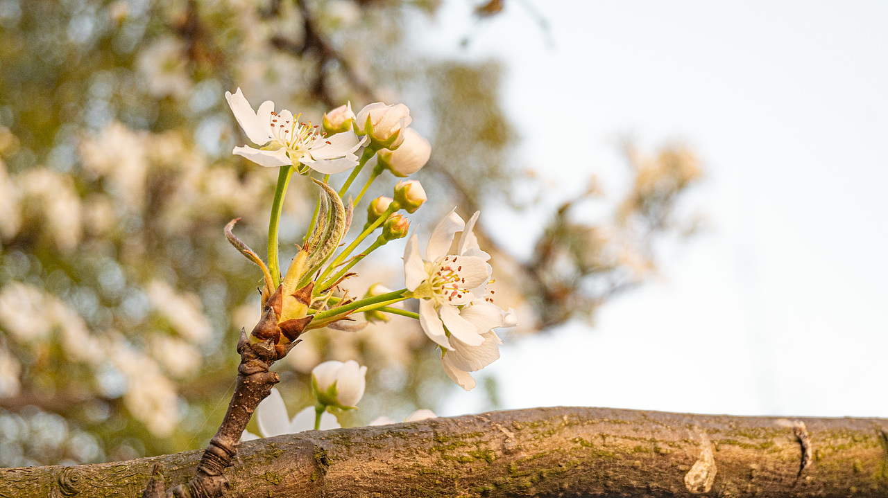 赏花怡情 春日绘梦