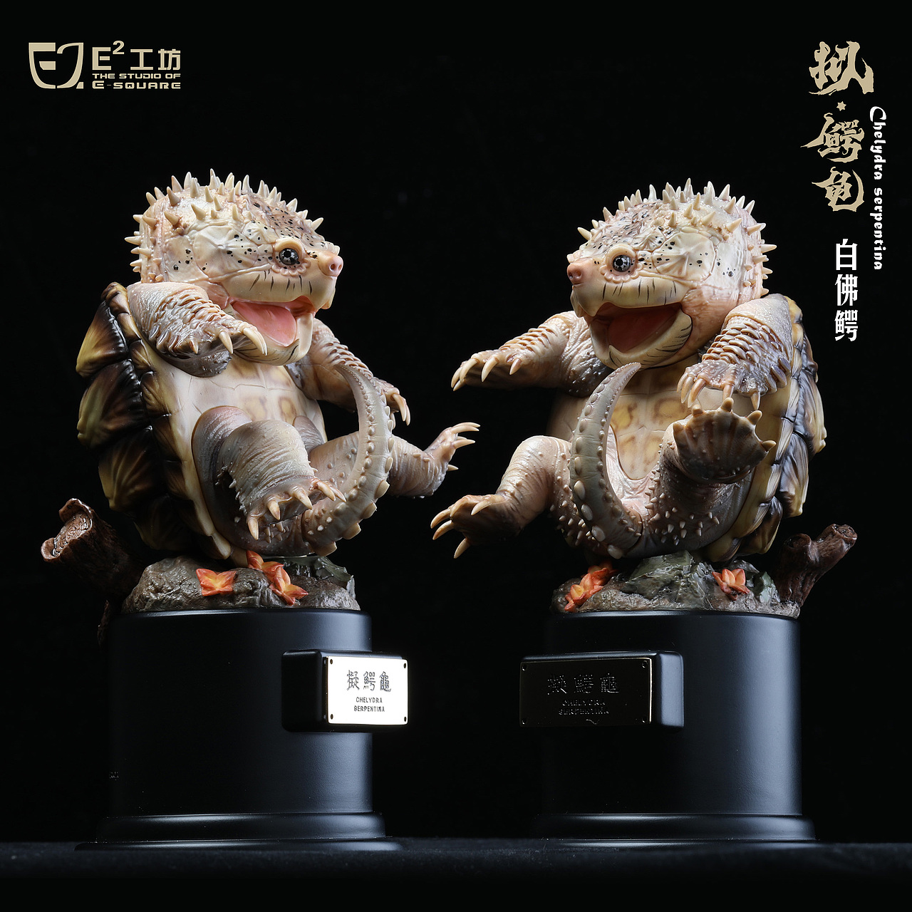 2023鳄龟系列--拟鳄龟