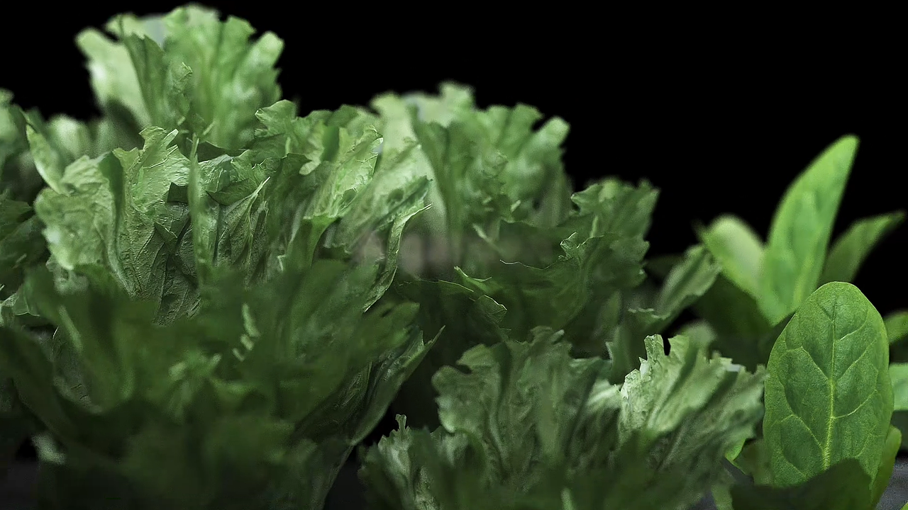 Convolute蔬菜机广告