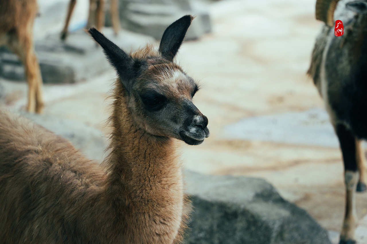 随手拍·广州动物园(兽类)（图ZMzM1ODA3MzI0） - 人文/纪实摄影 - 站酷设计师一晨同学原创素材 - 站酷ZCOOL