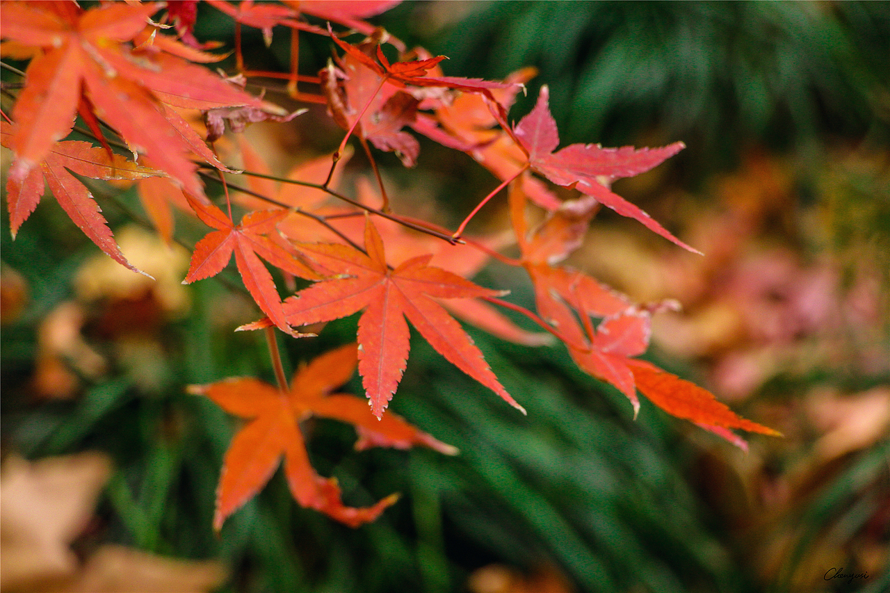 上海共青森林公园的秋日（图ZMzEyMTczODEy） - 风光摄影 - 站酷设计师尚沪晴好原创素材 - 站酷ZCOOL