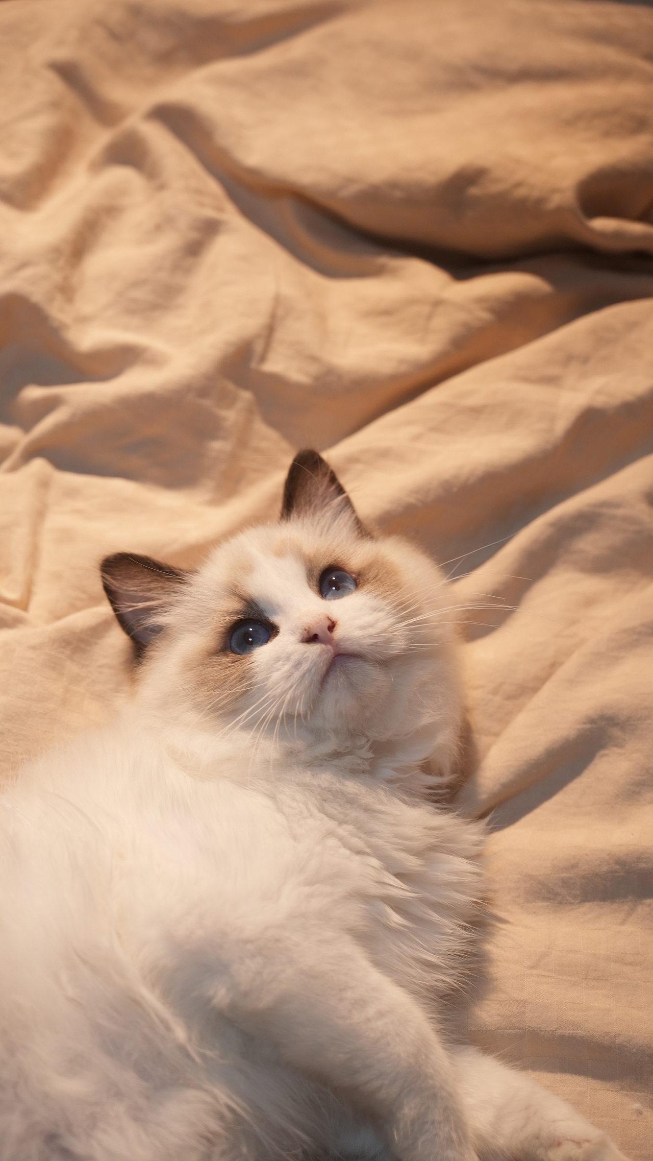 小貓萊萊（圖ZMzYwMjc3NTA0） - 寵物攝影 - 站酷設(shè)計(jì)師糊糊RpQ原創(chuàng)素材 - 站酷ZCOOL