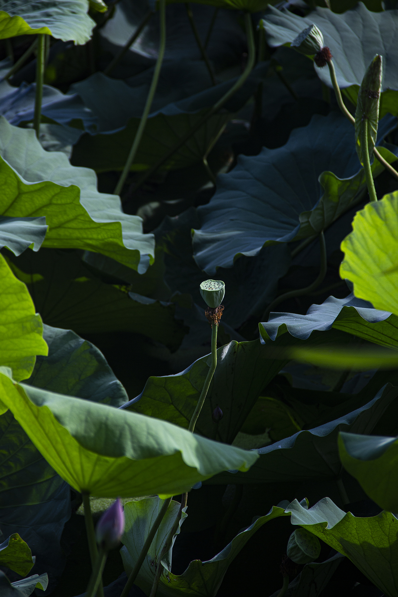 夏日晨荷（图ZMzA4NzY2Mjc2） - 风光摄影 - 站酷设计师清水照星河原创素材 - 站酷ZCOOL
