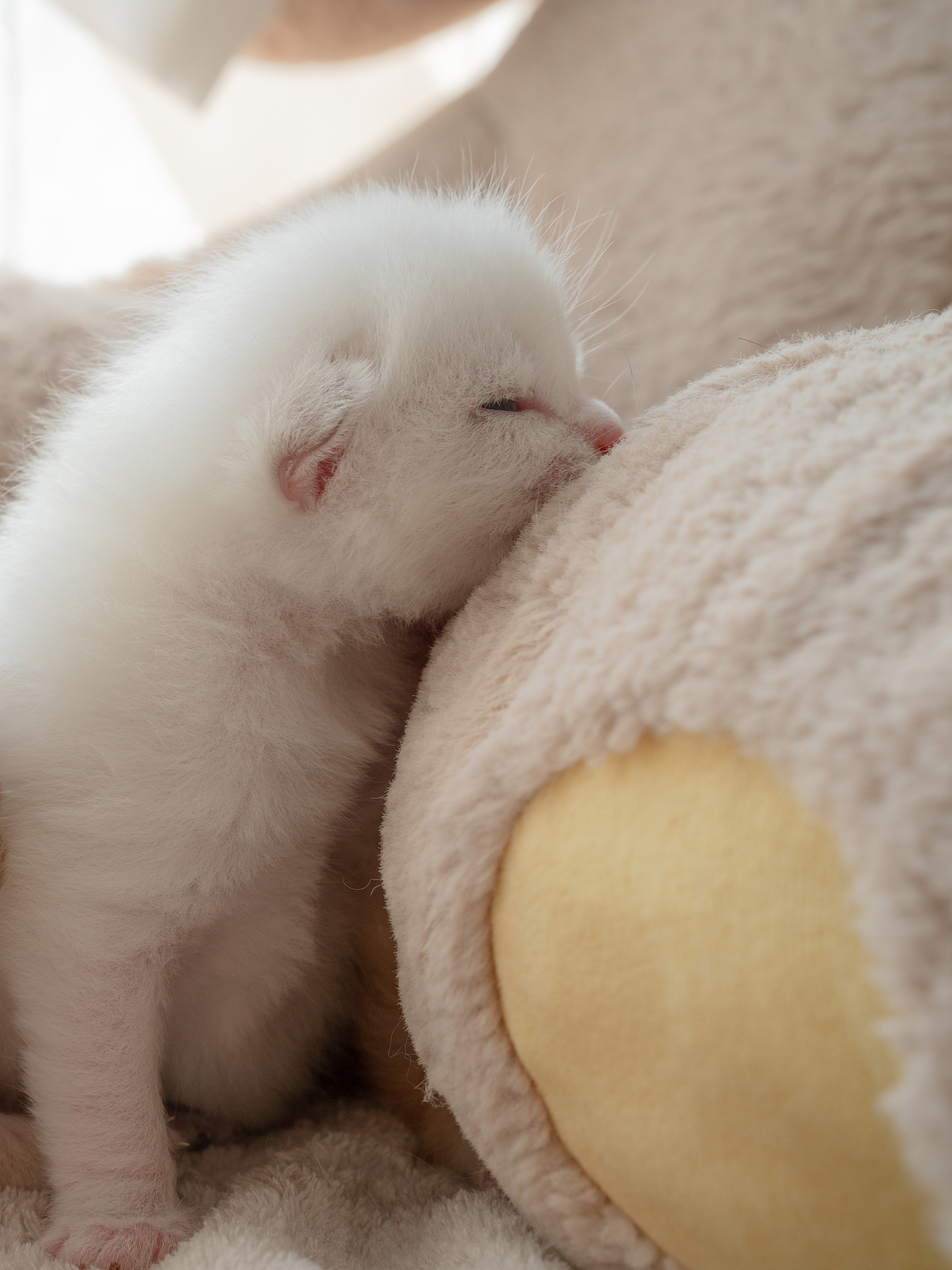 刚出生的小猫咪奶猫也太可爱了吧~