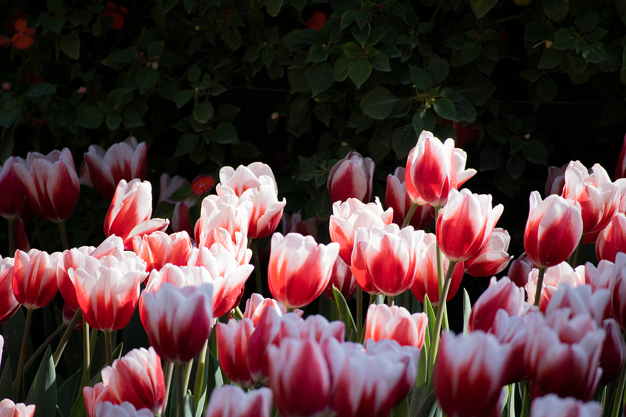 植物（图ZMzMyODQyODQw） - 风光摄影 - 站酷设计师千柚橘原创素材 - 站酷ZCOOL