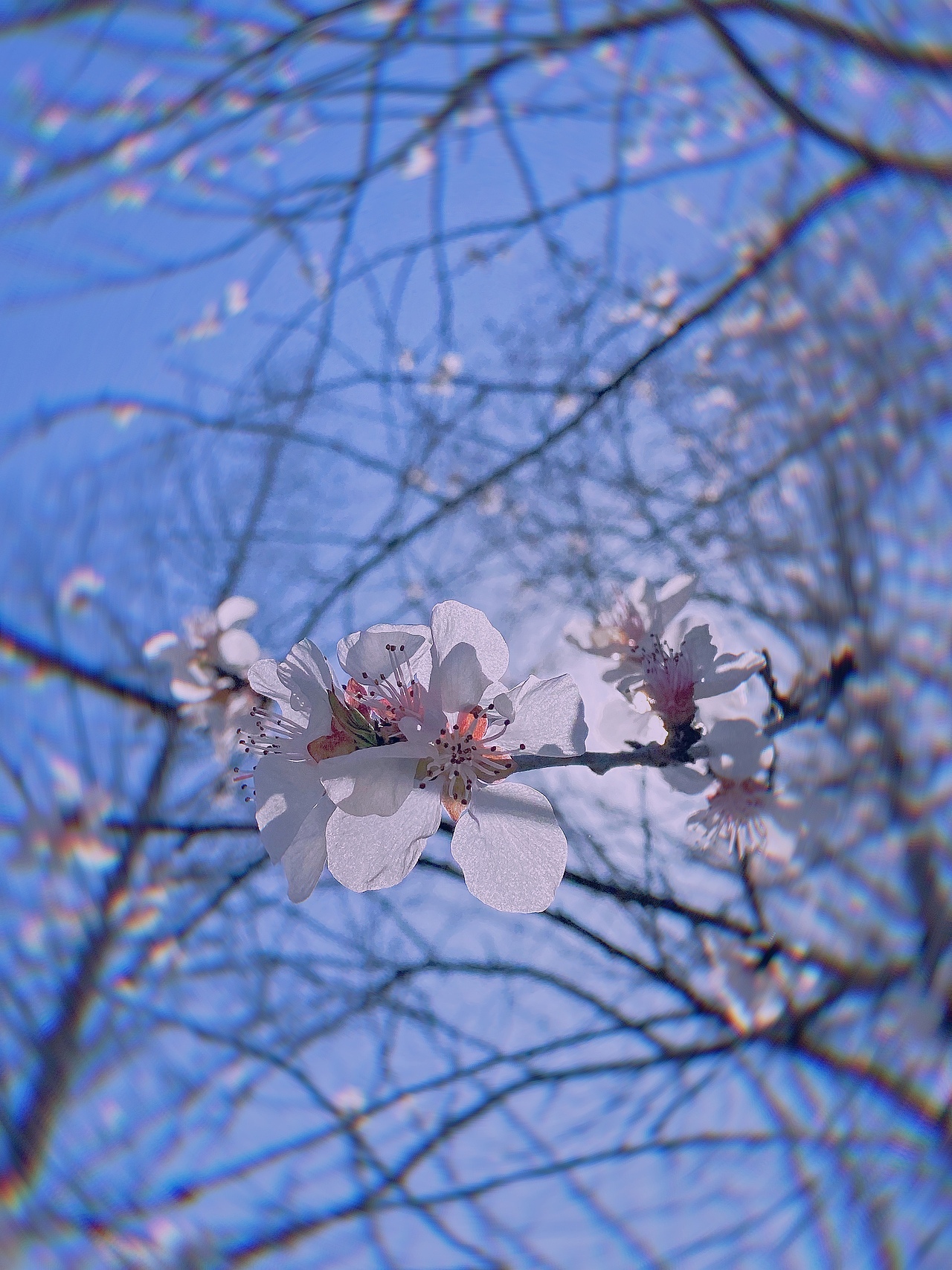 春日來(lái)信（圖ZMjk2NjQ1NzAw） - 其他 - 站酷設(shè)計(jì)師花犵狑原創(chuàng)素材 - 站酷ZCOOL