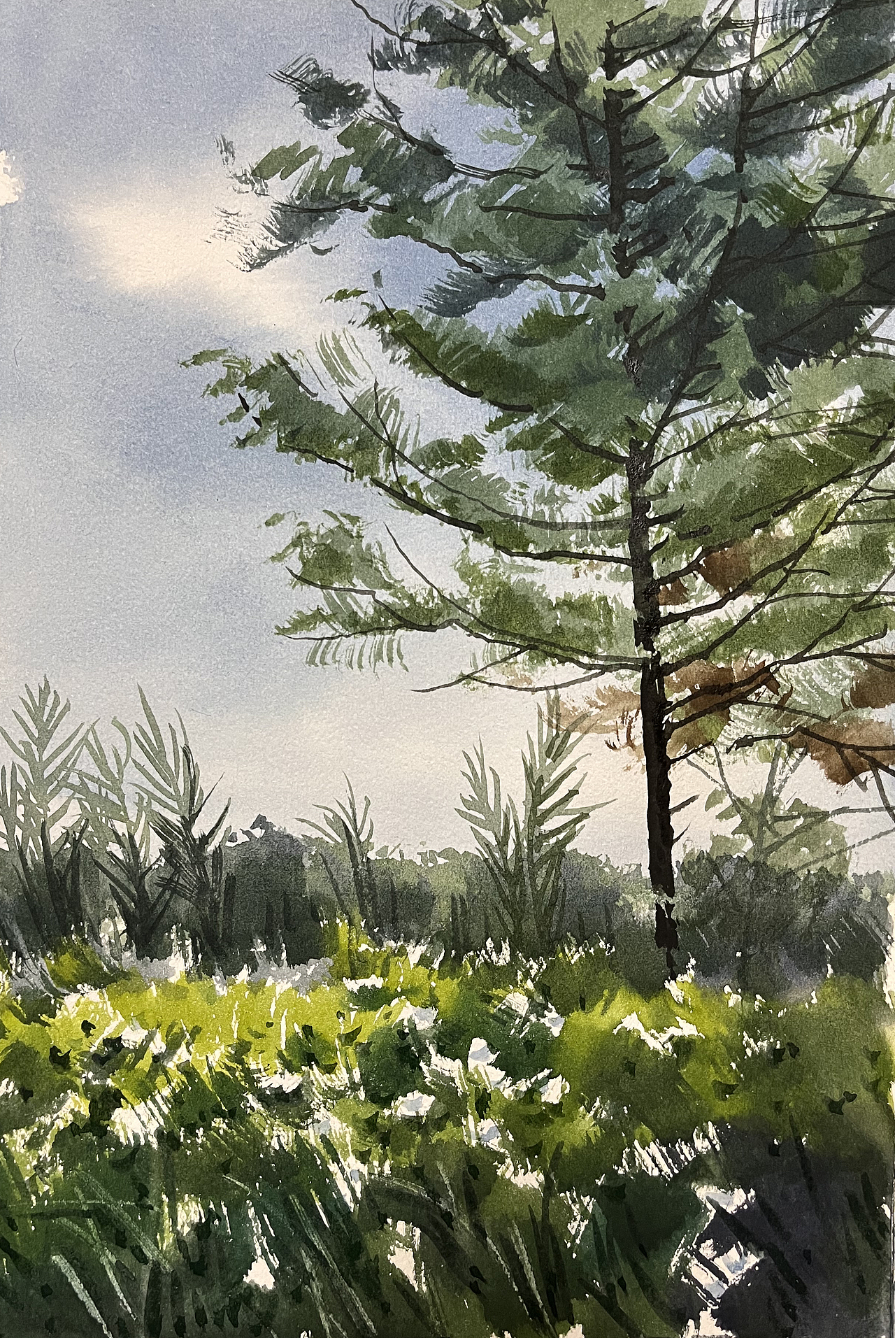 水彩风景——夏树生非花(2022 夏日里的树先生们)