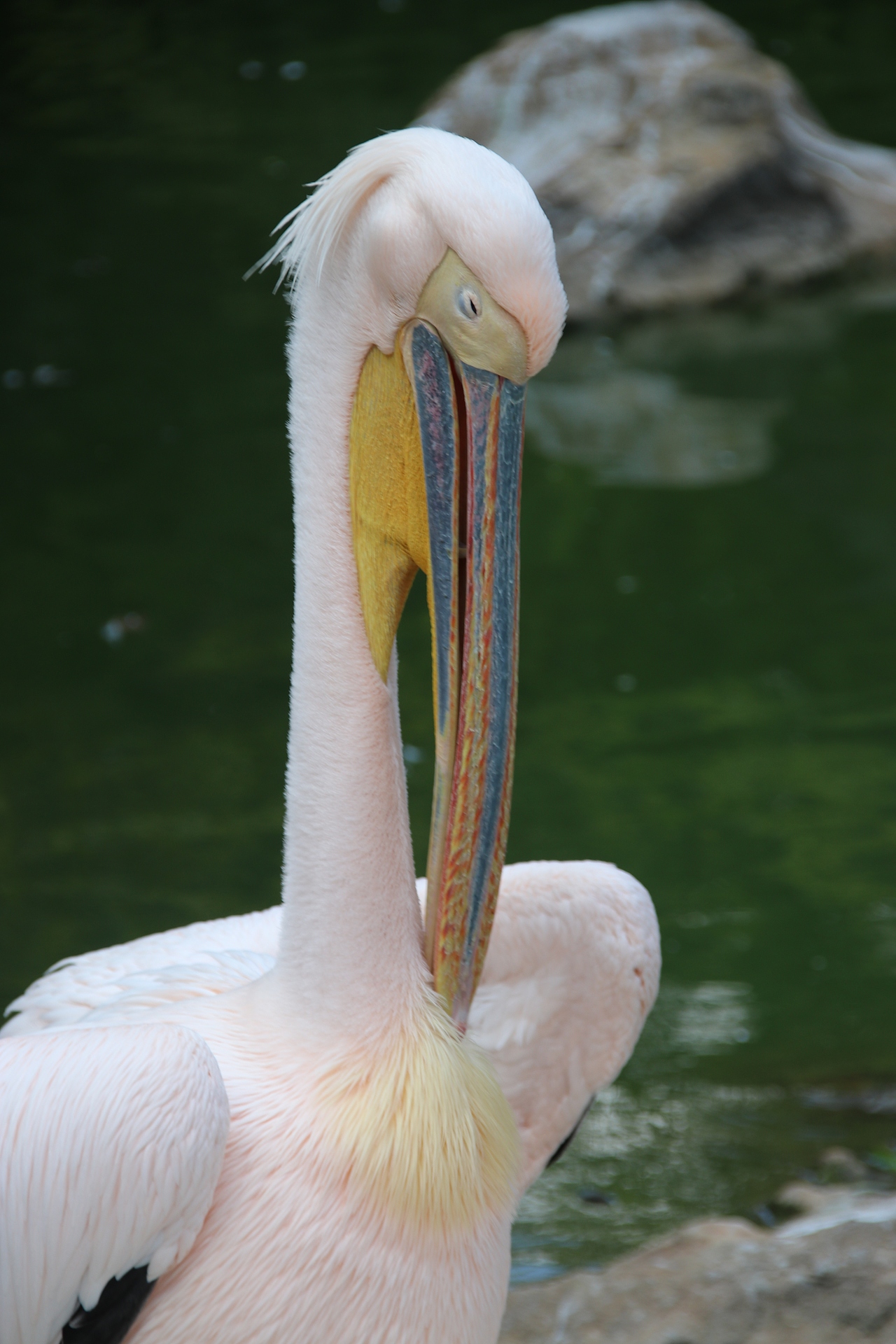 鵜鶘小甜豆，誰能說我不是粉紅色呢？（圖ZMzUyMjYzMjcy） - 寵物攝影 - 站酷設(shè)計(jì)師油炸月亮原創(chuàng)素材 - 站酷ZCOOL