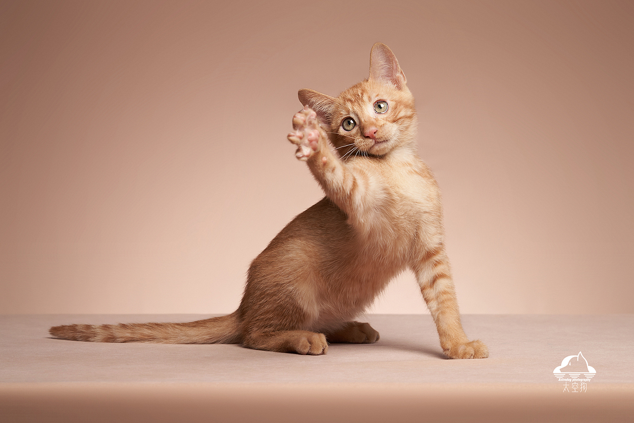 太空狗宠物摄影 孟加拉豹猫 田园猫