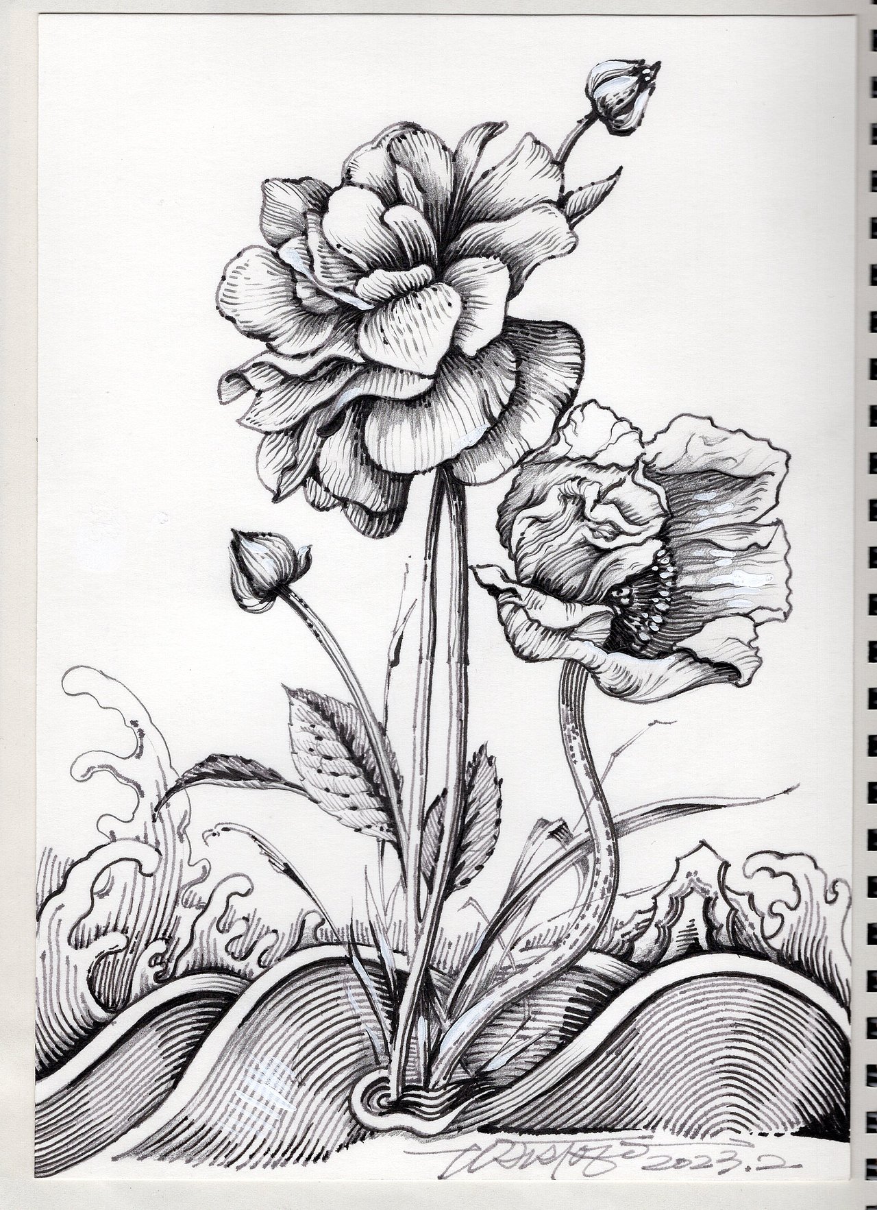 原创花卉钢笔素描手绘插画（图ZMzU2NzEzNTUy） - 商业插画 - 站酷设计师禹_职业画师原创素材 - 站酷ZCOOL