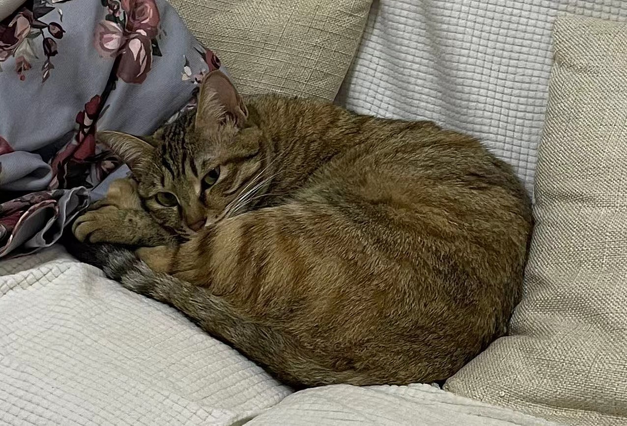 不敬业的小猫模特（图ZMzMwNzE0OTY0） - 创作习作 - 站酷设计师咩咩小鱼原创素材 - 站酷ZCOOL