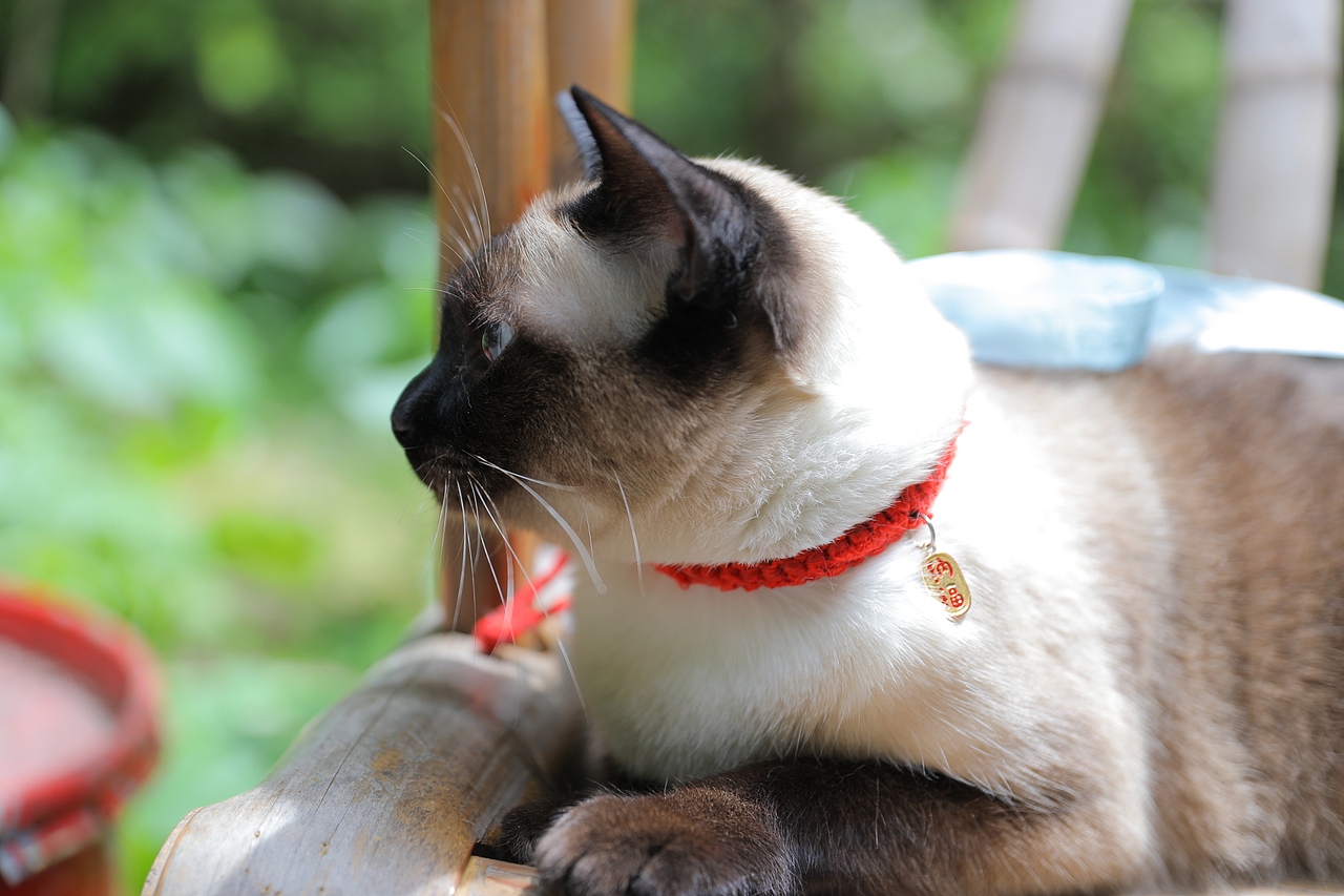 原创/摄影/宠物摄影（图ZMzY5NTcwMTcy） - 宠物摄影 - 站酷设计师zpping123原创素材 - 站酷ZCOOL