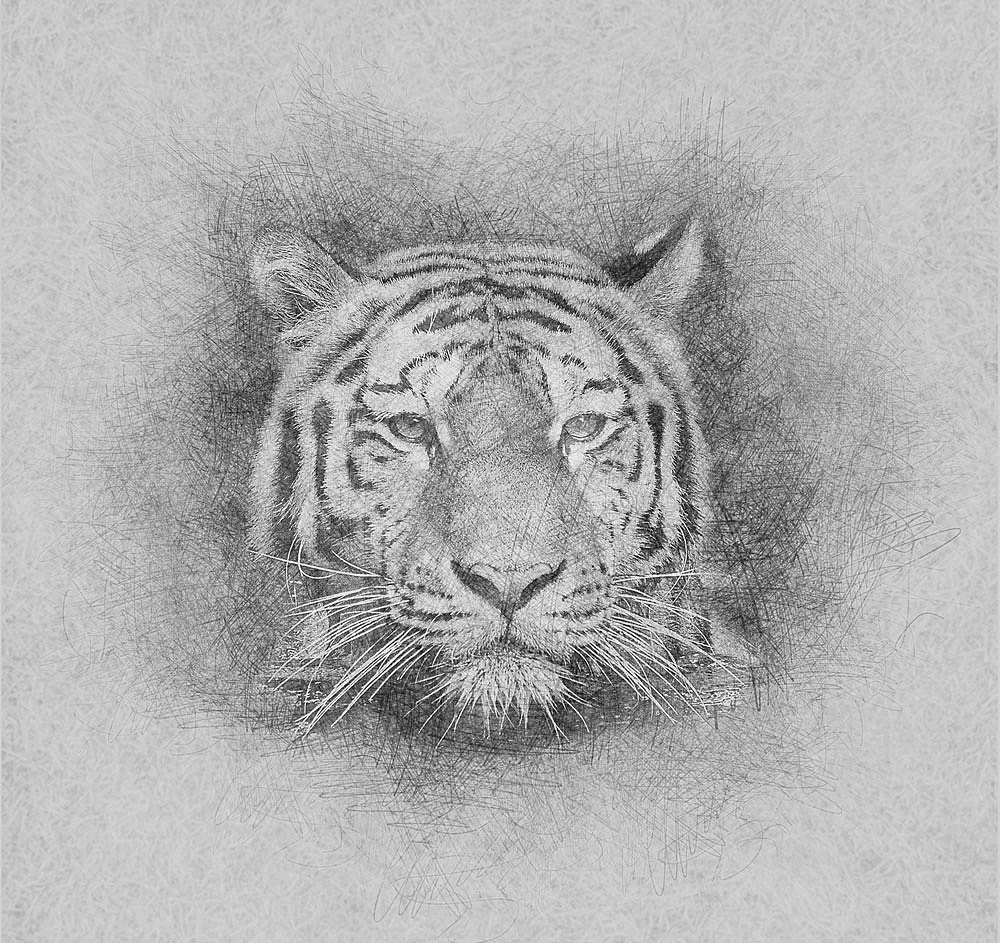 老虎精微素描图片