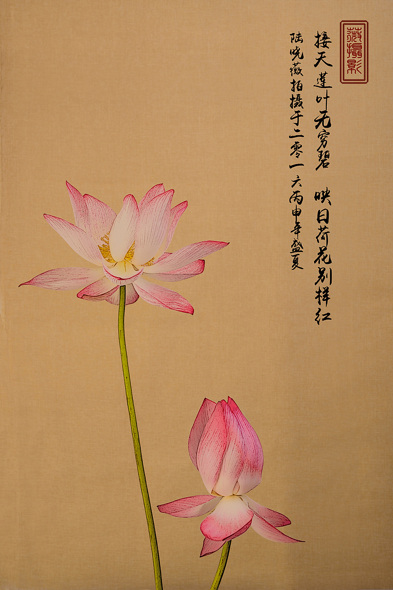 荷花與青花瓷器擺件（圖ZNTgyMTMyNjQ=） - 產(chǎn)品攝影 - 站酷設(shè)計(jì)師紫夢(mèng)云纖原創(chuàng)素材 - 站酷ZCOOL