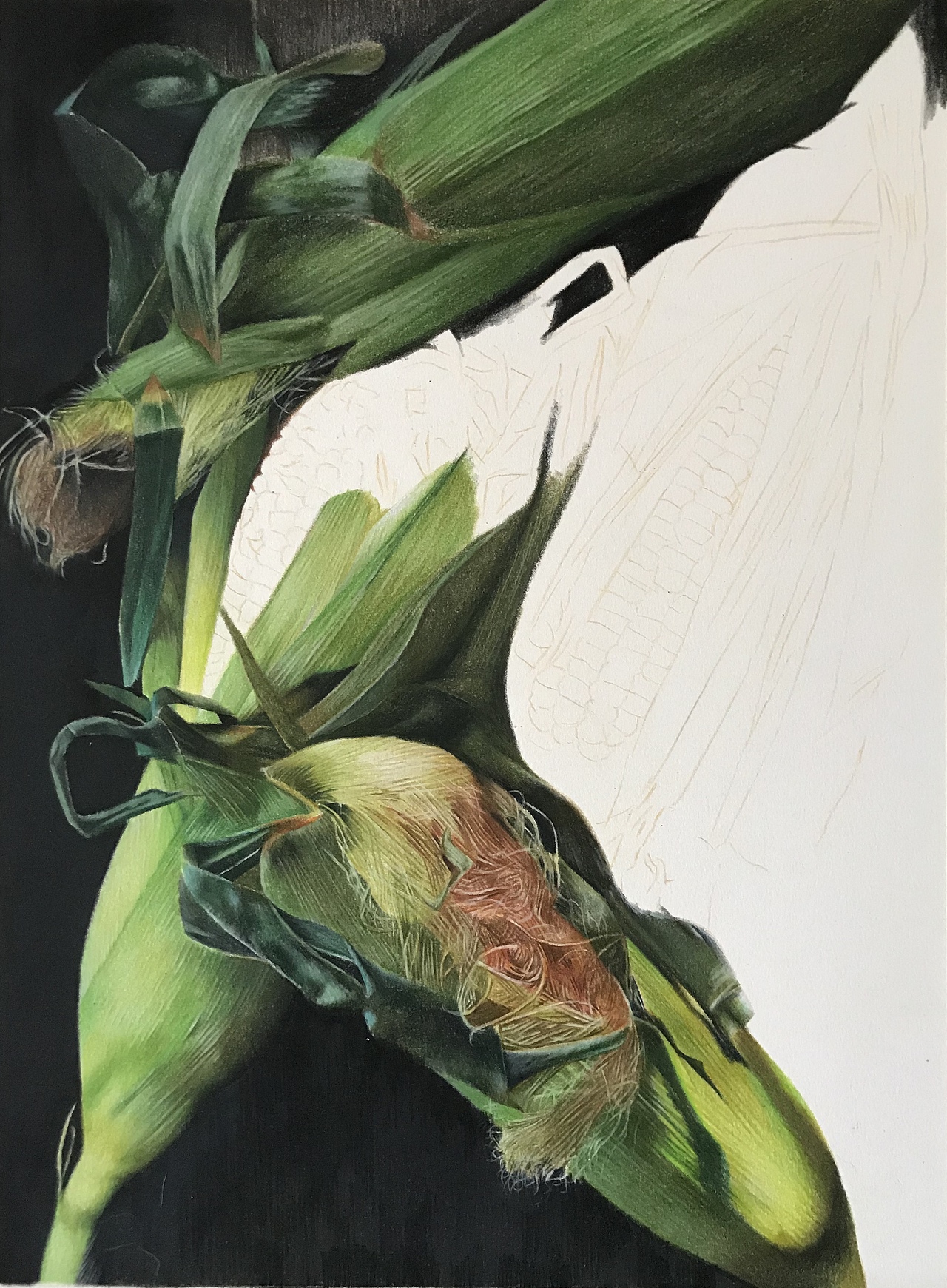 彩铅静物系列之-玉米、霹雳马偏写实风格（附过程图）（图ZMjYyMjQ5NDk2） - 绘画 - 站酷设计师臻于至善彩铅绘画原创素材 - 站酷ZCOOL