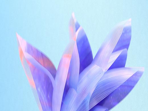 手机花瓣概念三维动画