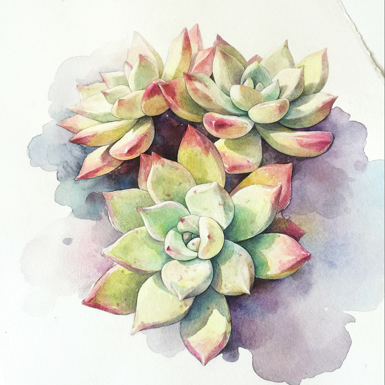 手绘多肉-6