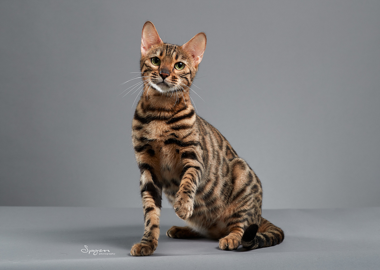 孟加拉豹猫天津猫赛现场拍摄8月|摄影|宠物摄影|spyzoo - 原创作品