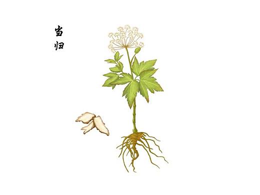 中药植物手绘
