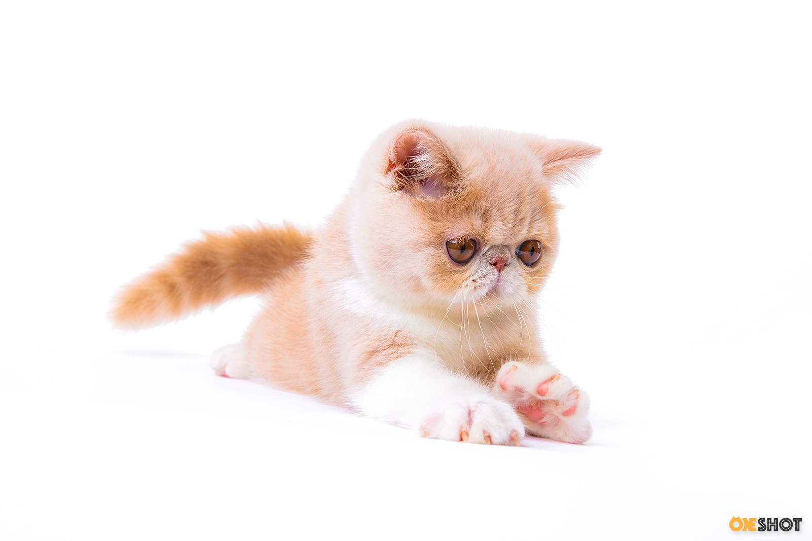 白底证件照-加菲猫(幼/成)