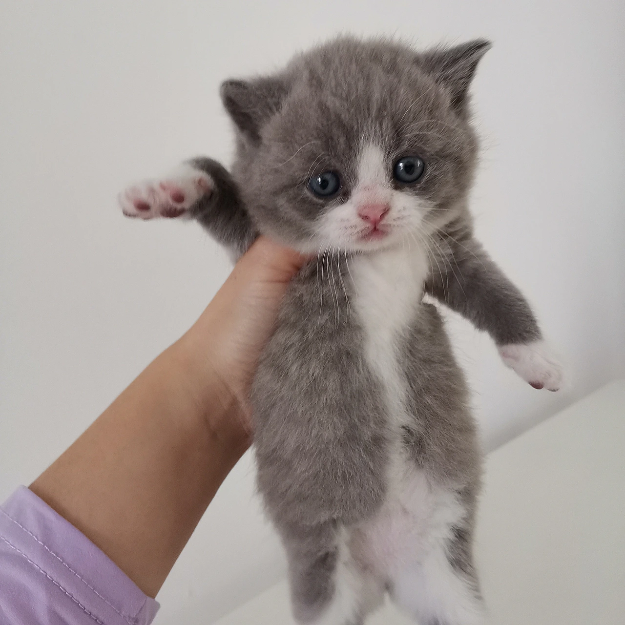 沐米猫舍 101英短蓝白-性别:公(下巴无色快)猫咪