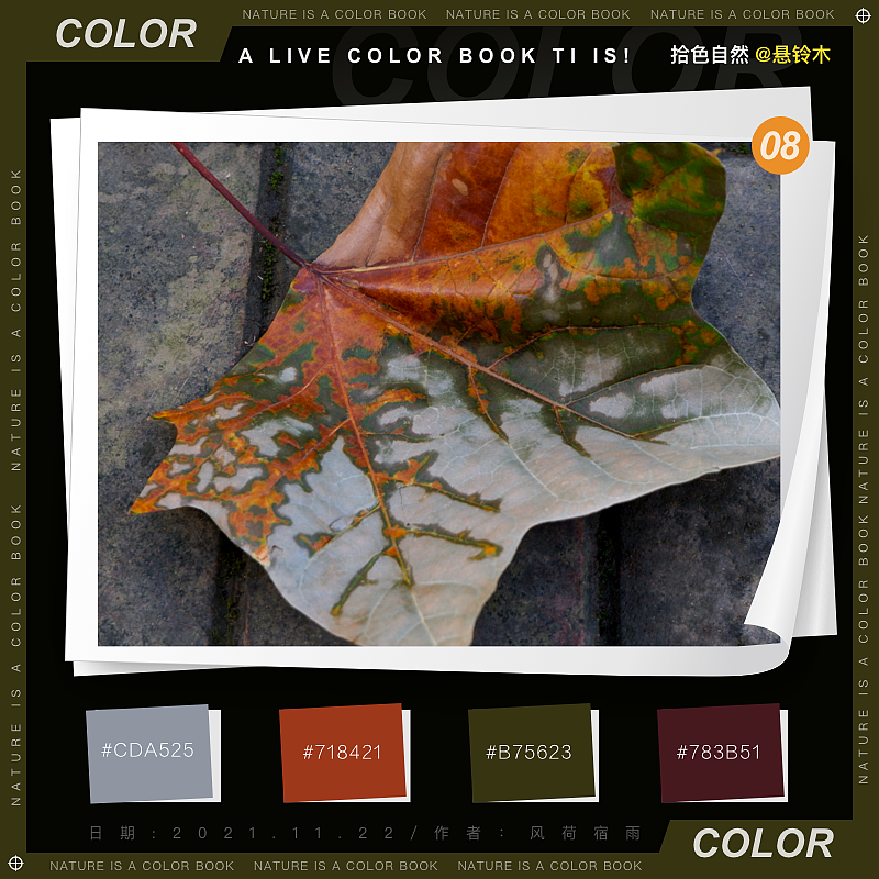 色彩（懸鈴木）（圖ZMjgyNzQ5MTQ0） - 其他 - 站酷設計師風荷宿雨原創(chuàng)素材 - 站酷ZCOOL