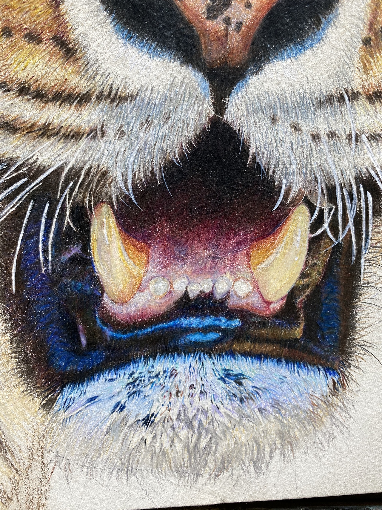 彩铅#手绘#老虎头像#新年老虎