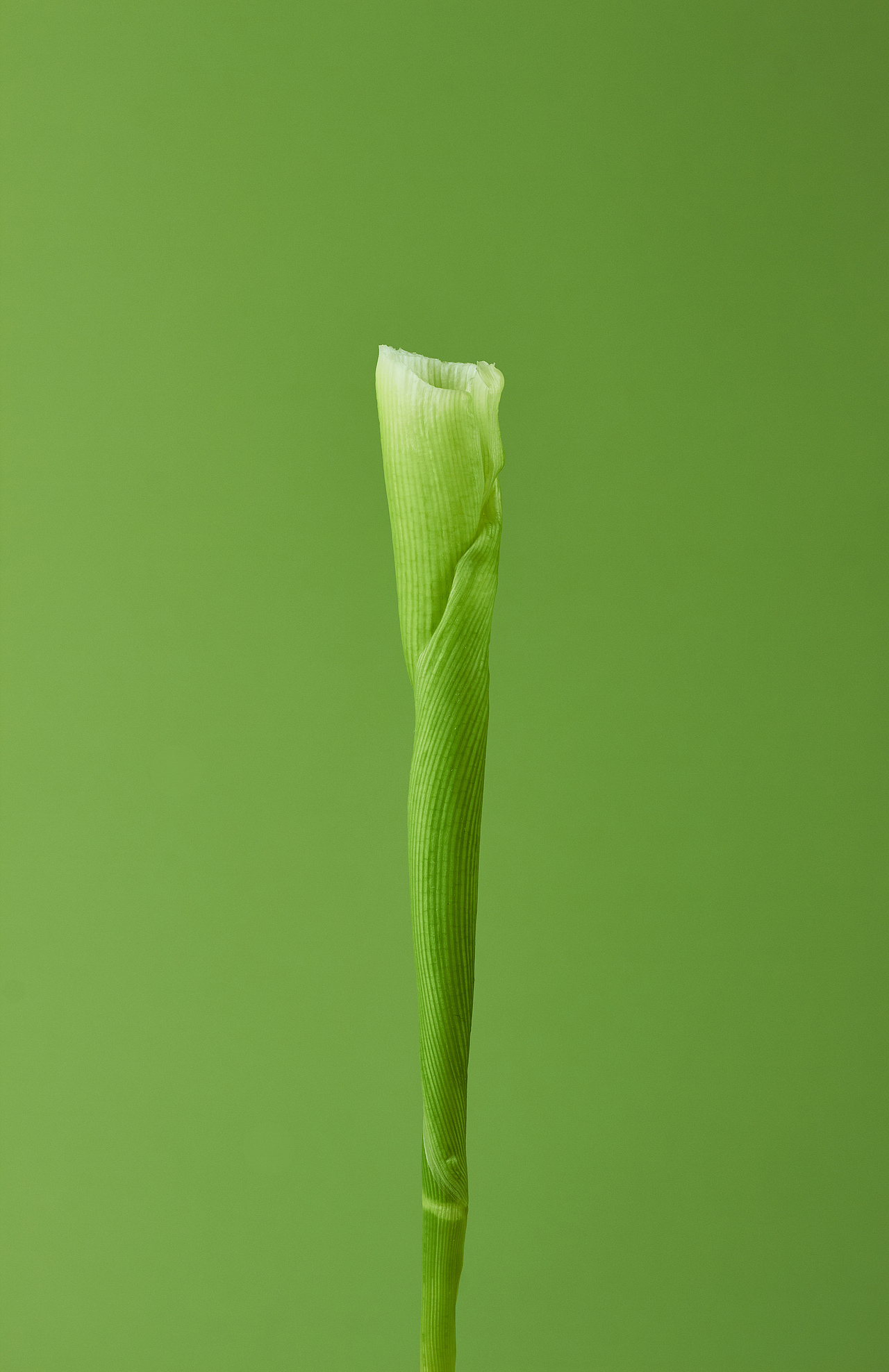 茭白的茭茭白的白