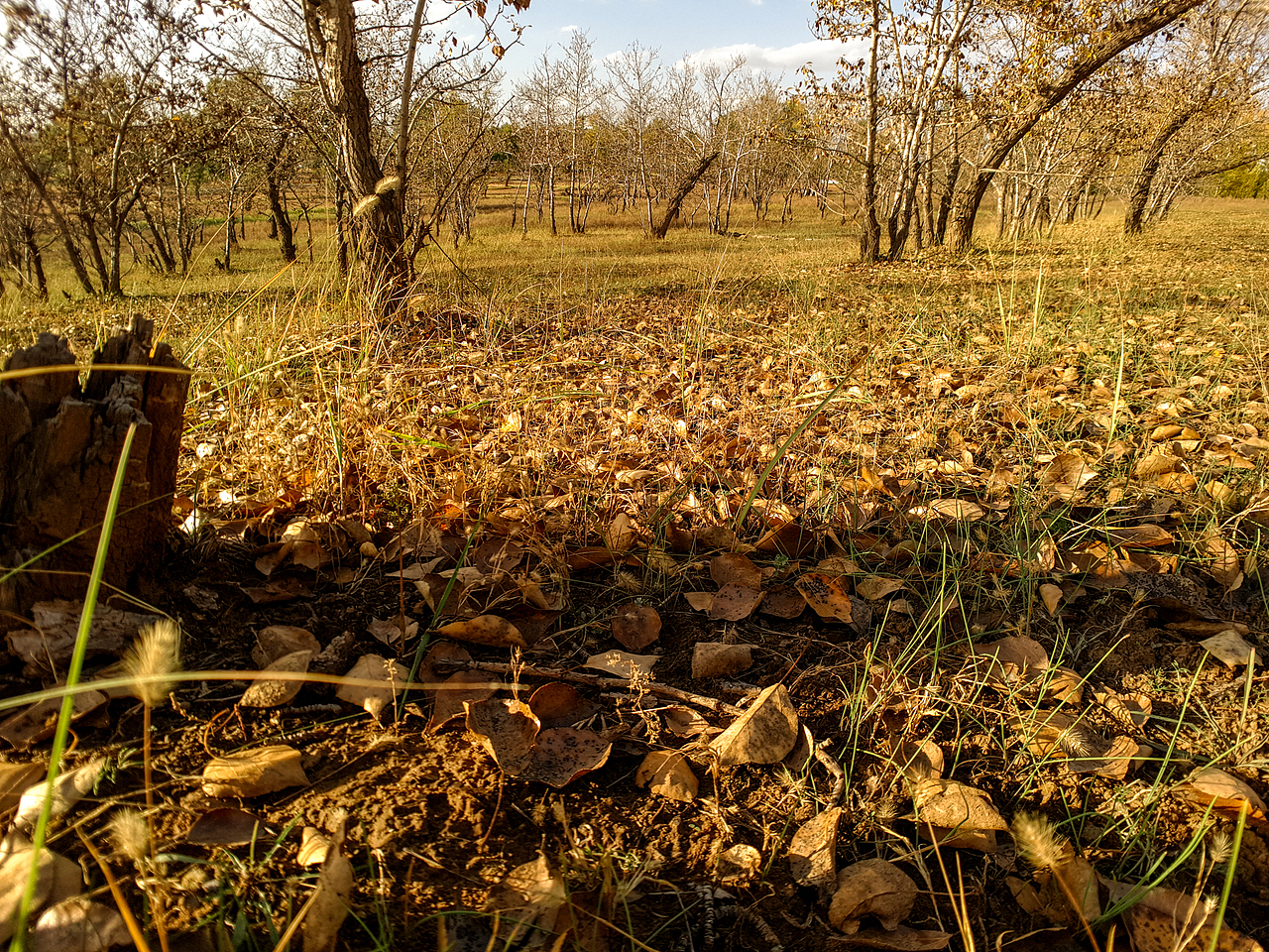 深秋的白杨树林，金黄的树冠，漂亮的纯粹