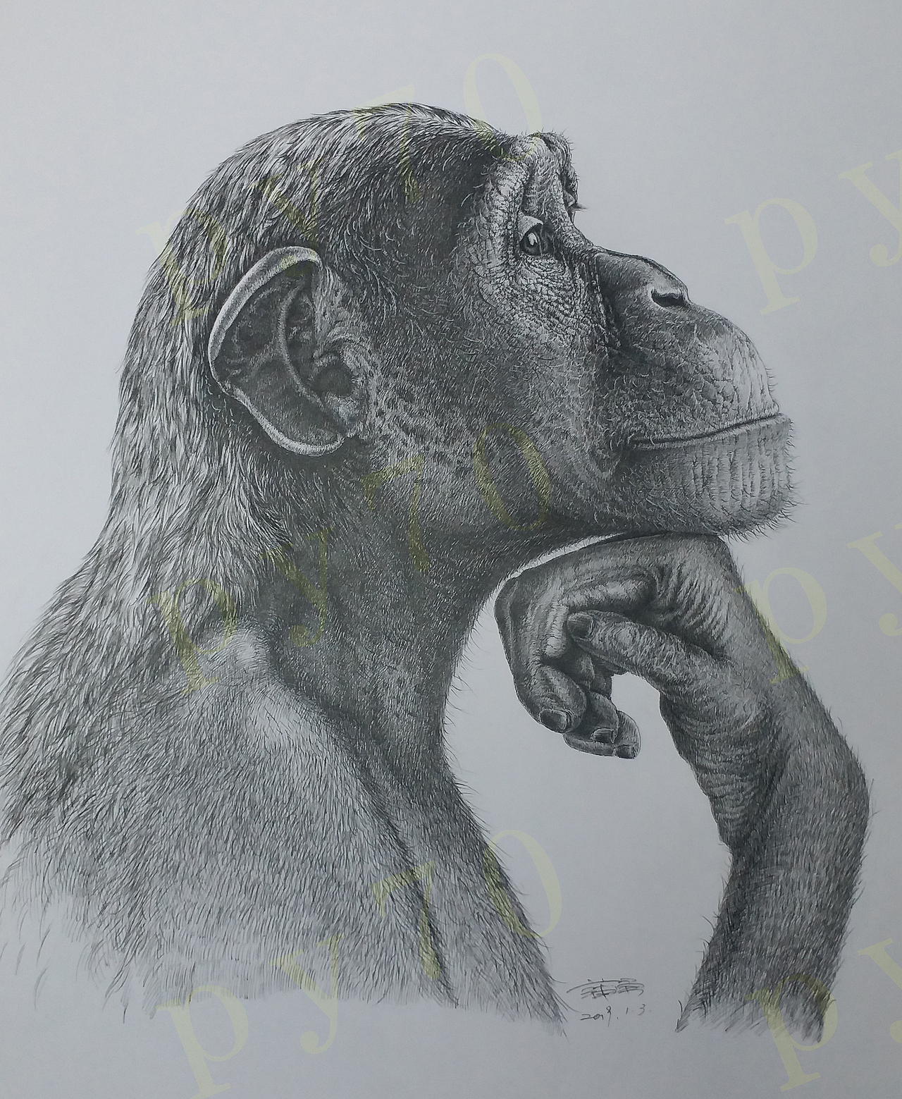 钢笔画黑猩猩