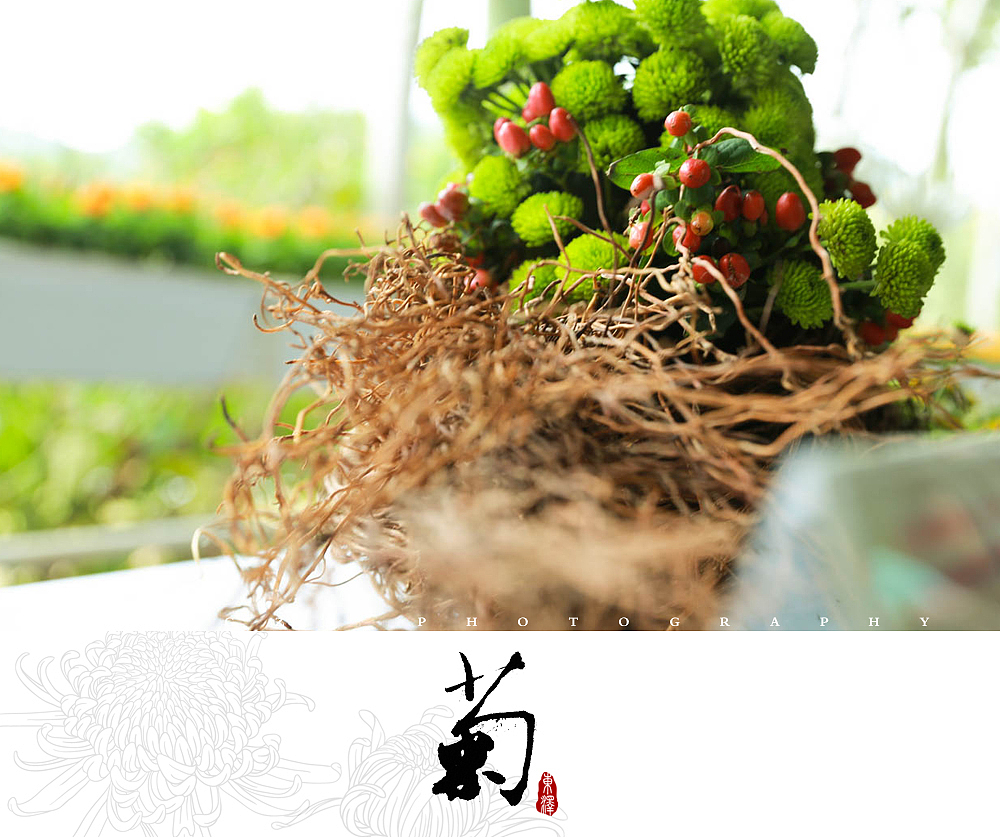 【東泽视觉】福建省第五届菊花展以及莆田市第七届盆景展