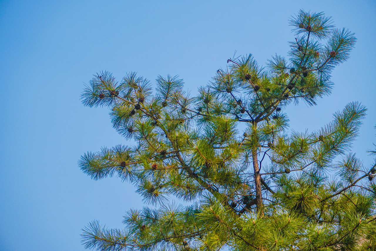 微风轻拂，阳光不燥，三月掠影去