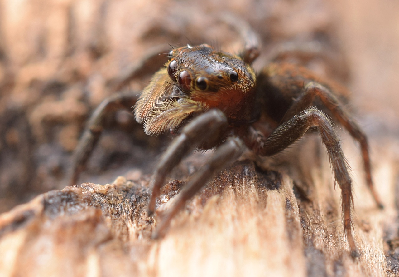 小跳蛛花蛤沙蛛