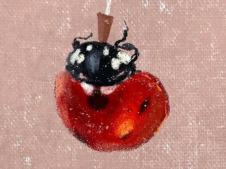 瓢虫（个人主页-ZNDQ1MjUxNjQ=） - 创作习作 - 站酷设计师风小风风原创素材 - 站酷ZCOOL